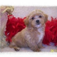 Apricot Maltipoo puppy