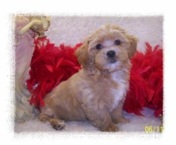 Beautiful Toy Apricot Maltipoo puppy living in Atlanta, GA.