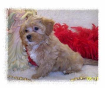 Beautiful Toy Apricot Maltipoo puppy 