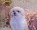 White Maltipoo puppy from Fancypoo4u.