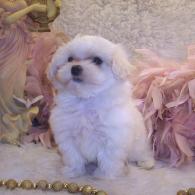 White Maltipoo puppy