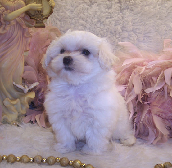 White Maltipoo puppy from Fancypoo4u.