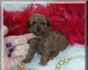 Cinnamon Red Maltipoo puppies for sale