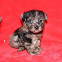 Adorable Merle yorkiepoo puppies are waiting for homes
