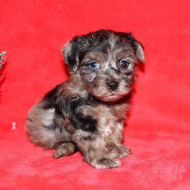 merle yorkie poo