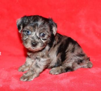 Merle Yorkie poo puppies in time for Christmas 
