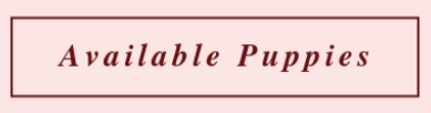 available puppies
