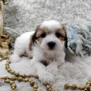 Shorkiepoo female puppy born May 1, 2025 with shots and worming up to date. Raised in my home.  