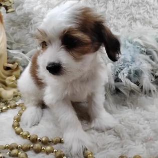 Shorkie Poo puppy for sale. Raised in my home with Shots and worming. She is very sweet and playful. 