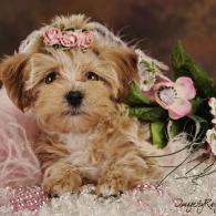 Apricot Maltipoo puppy