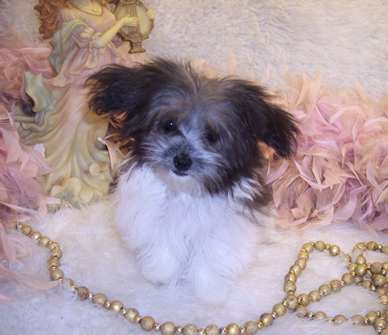 toy maltipoo puppies for sale