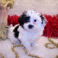 Black-white Parti' Maltipoo puppy