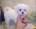 White Teacup Maltipoo puppy living in Canada.
