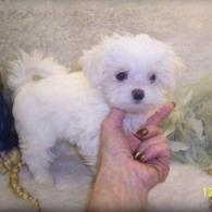 Black-White Teacup Maltipoo puppy