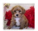 Red Maltipoo puppy with White marking on chest.