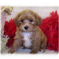 Red-white Maltipoo puppy