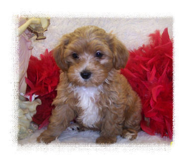 Red Maltipoo puppy with White marking on chest.