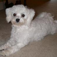 White Maltipoo puppy in Madison, Ms