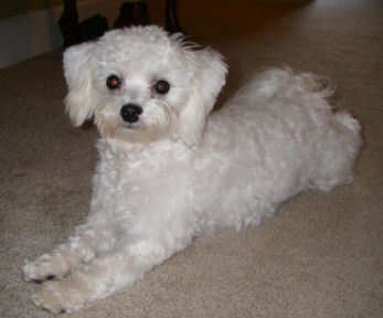 Teacup Maltipoo puppy 