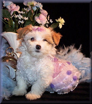 Toy size Maltipoo puppy 
