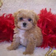 Teacup Apricot Maltipoo puppy