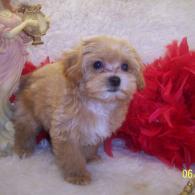 Apricot Maltipoo puppy