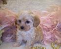 Apricot Teacup Maltipoo puppy