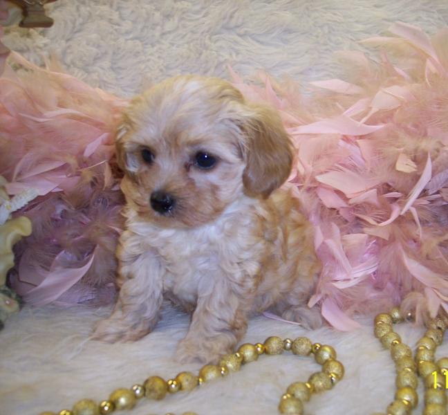 Apricot Teacup Maltipoo puppy