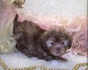 Brown Shih poo puppy