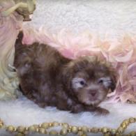 Shih poo puppy