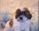 Shih poo puppy living in Midland, FL.