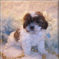 Brown-white Shih poo puppy