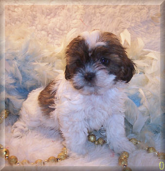 Shih poo puppy living in Midland, FL.