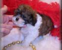 Shih poo puppy will be 6-8 lbs grown
