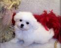 White Shih poo puppy living in Mobile, AL.