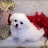 Teacup Shih poo puppy