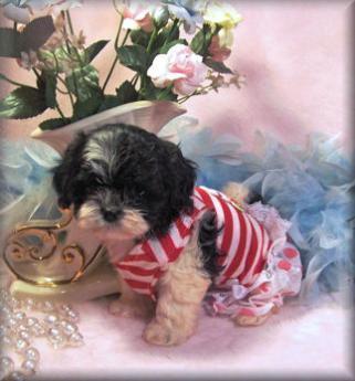 Sold Black-White Shih poo puppy