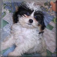 Black-white Shih poo puppy