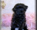 Black female Teacup Shih poo puppy living in Pensacola, FL