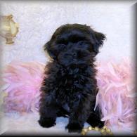 Black Teacup Shih poo puppy