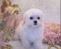 White Teacup Shih poo puppy