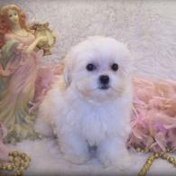 White Teacup Shih poo puppy