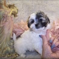 Shih poo puppy 