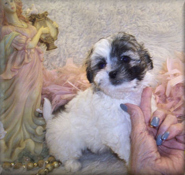 white Shih poo puppy with grey markings