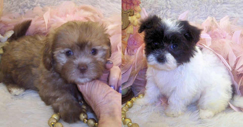 shihpoo and maltipoo puppies