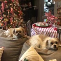 Shorkies living in Jackson, MS