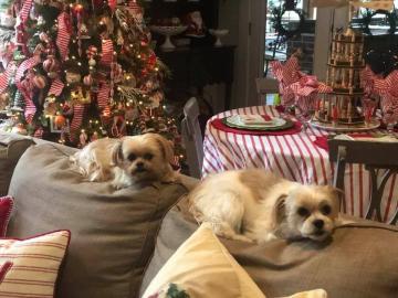 Shorkies living in Jackson, MS