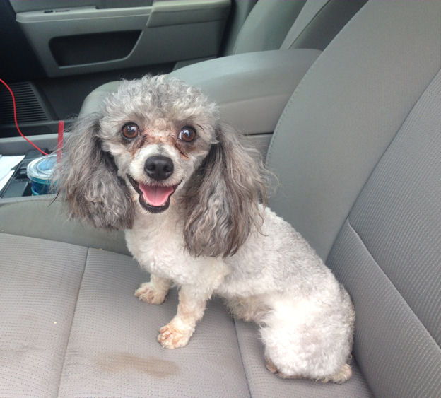 Tiny Toy Parti Poodle Sire gives us Teacup puppies