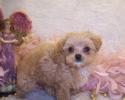 Apricot Teacup Maltipoo puppy living in Monroe Louisiana