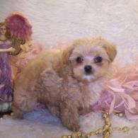 Teacup Apricot Maltipoo puppy